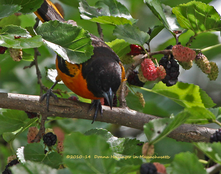 Mulberries and the Oriole