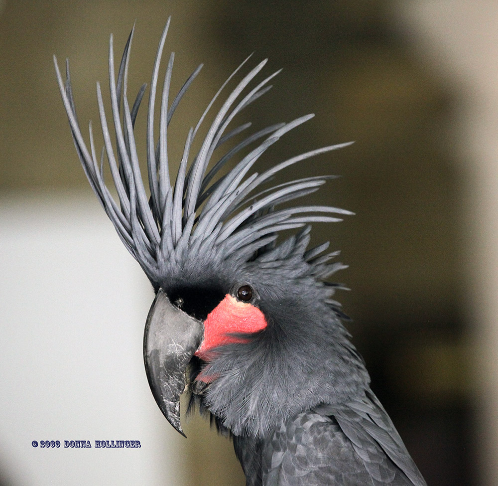 Black cockatoo