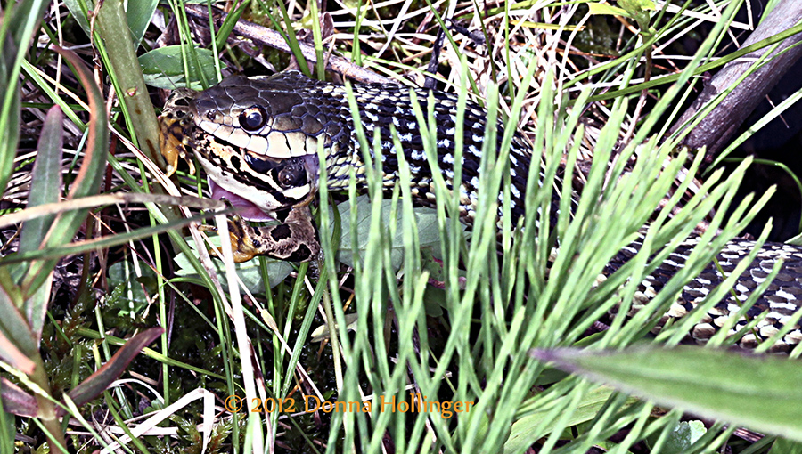 Snake eating a pickerel frog!