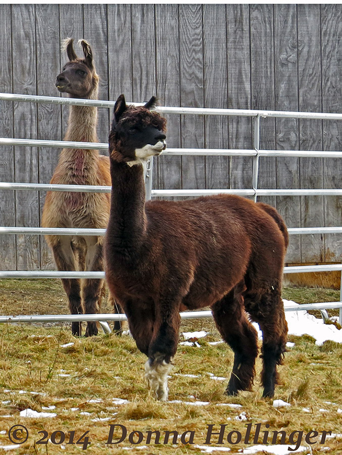 llama and Alpaca At Wallaces