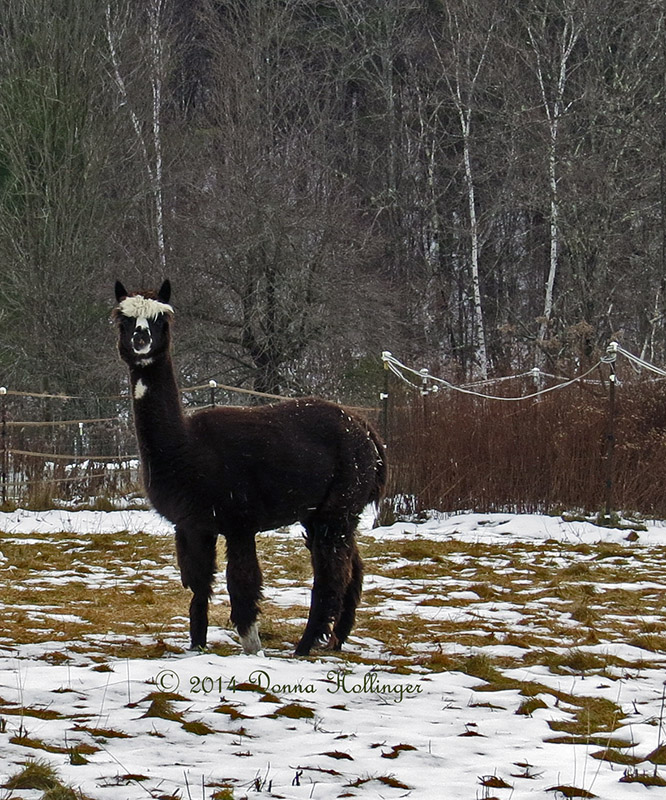 Black and White Alpaca