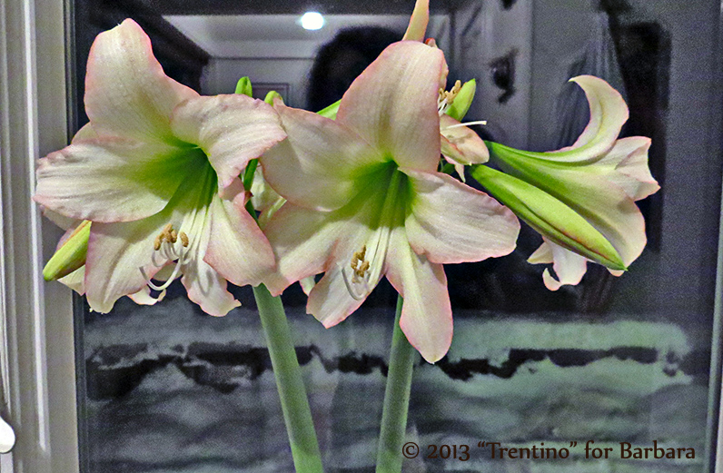 Amaryllis Trentino