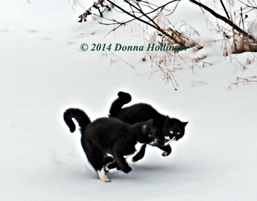 Jimi and Rocky Ice Skating on the Pond