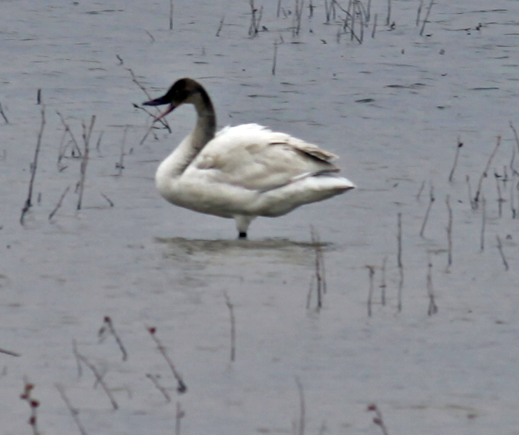 Juvenile Tundra Swan
