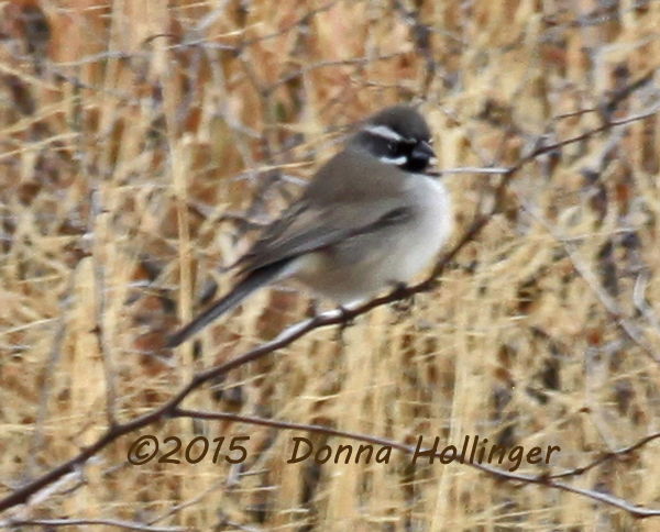 Black Throated Sparrow