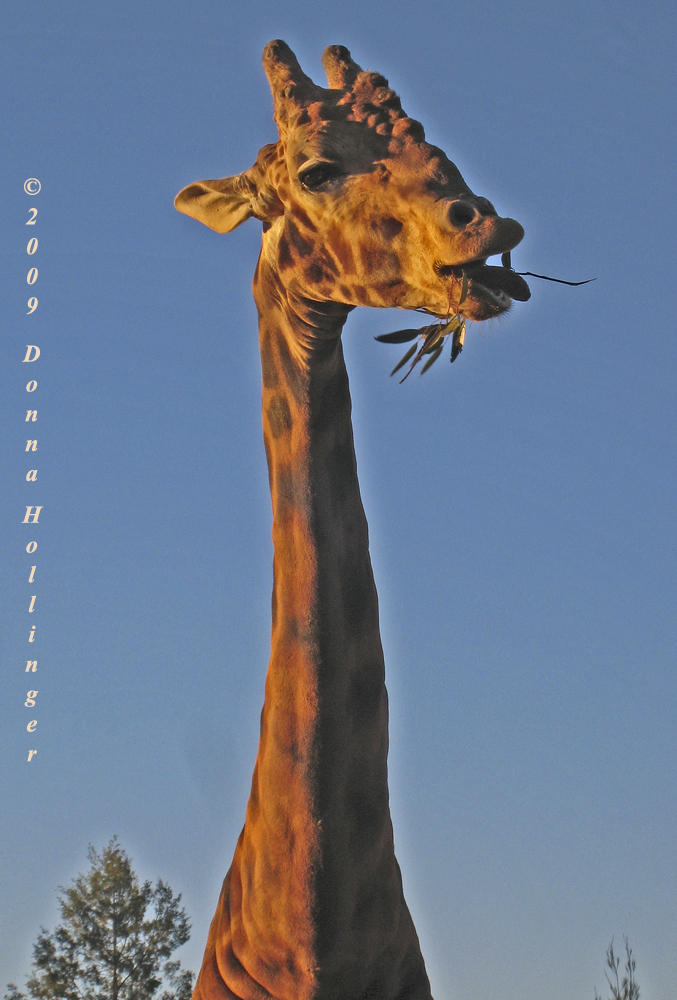 Giraffe with Bumps