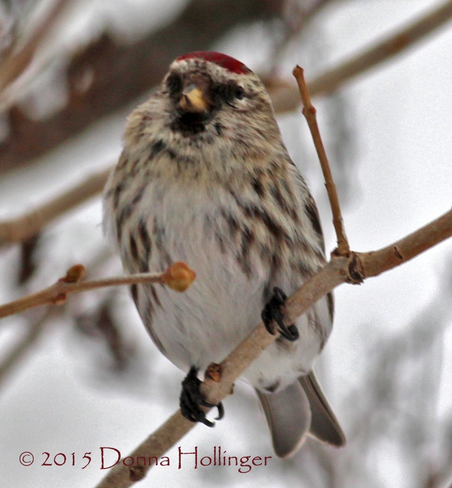 Common Redpoll