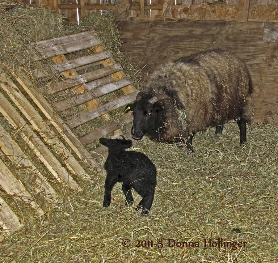 Windy Hill Farm Baby Sheep With Mum