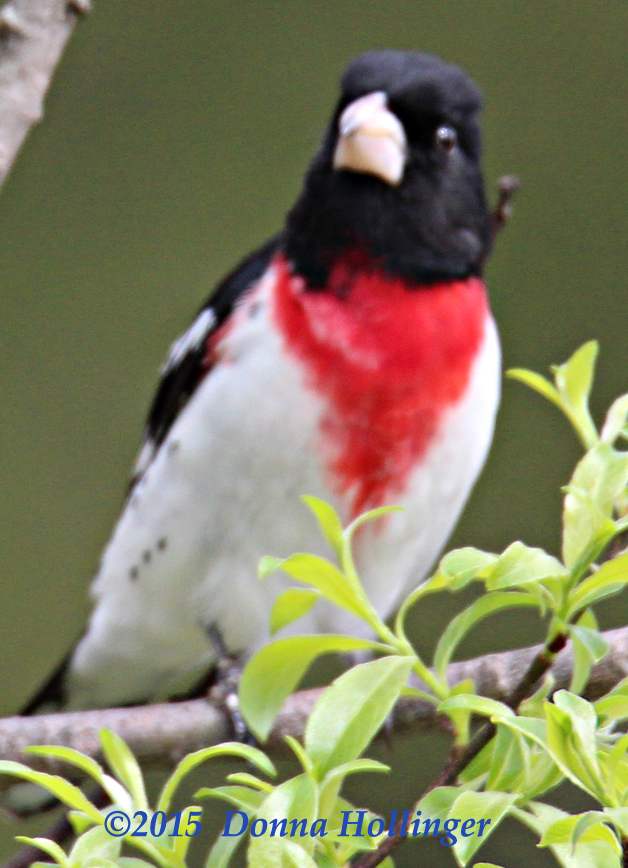 Rose Breasted Grosbeak