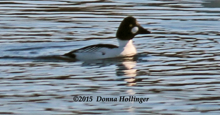 Bufflehead in Gloucester Harbor