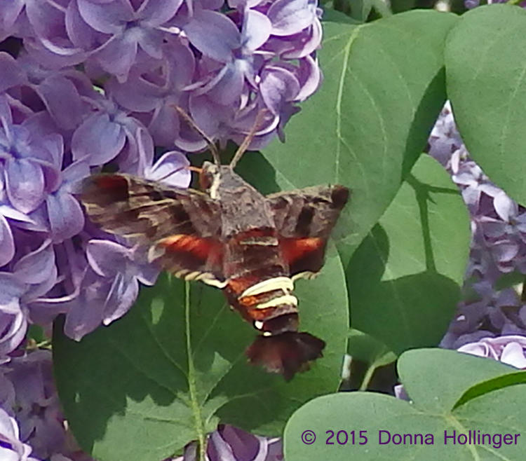 Nessus sphinx (Amphion floridensis)