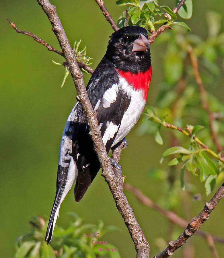 Rose Breasted Grosbeak Male