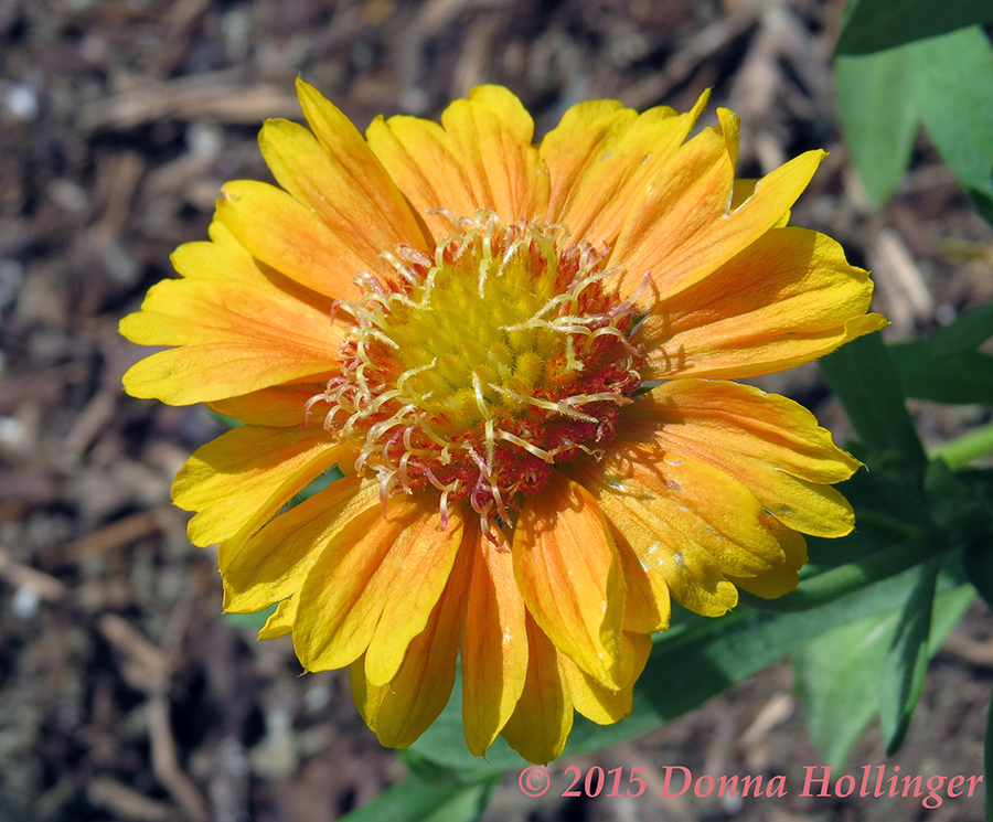 New Blanket Flower in Driveway Garden 