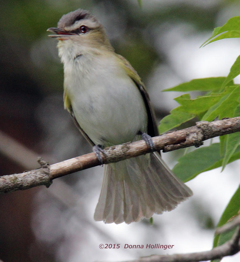 Red Eyed Vireo