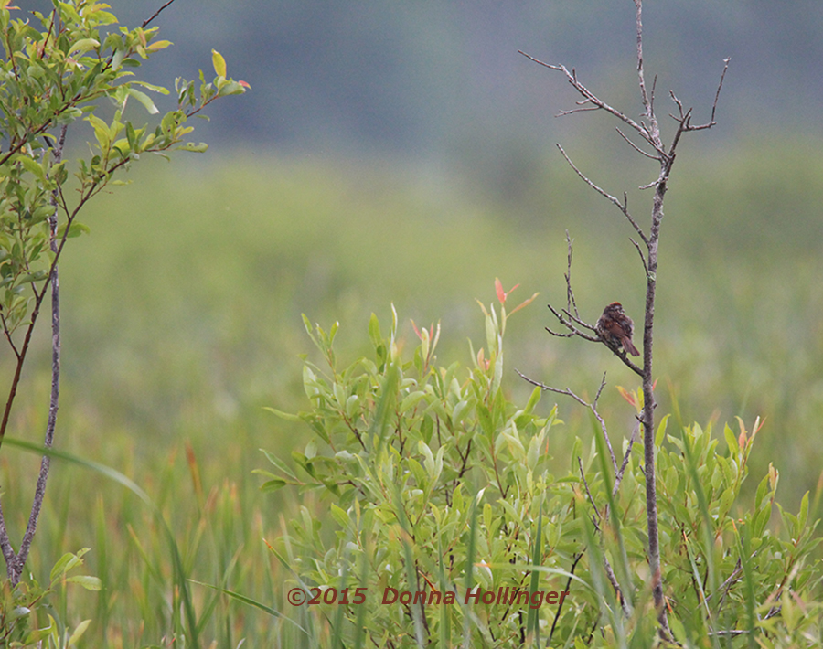 Swamp and Swamp Sparrow
