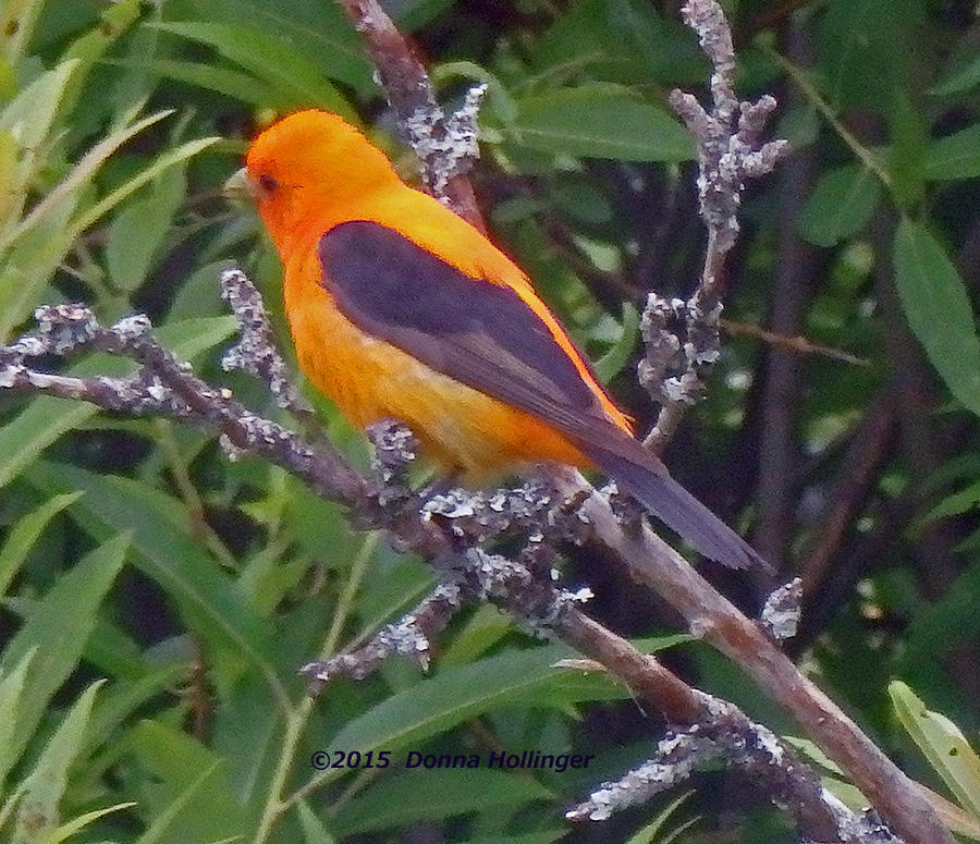 An Aberrant Scarlet Tanager thats Orange