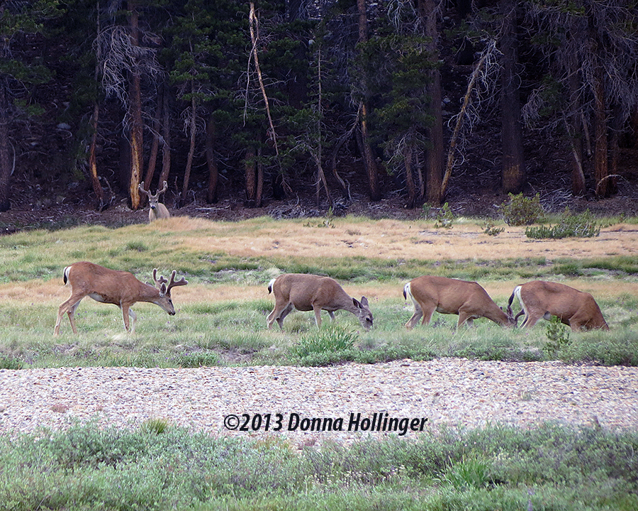 Mule Deer