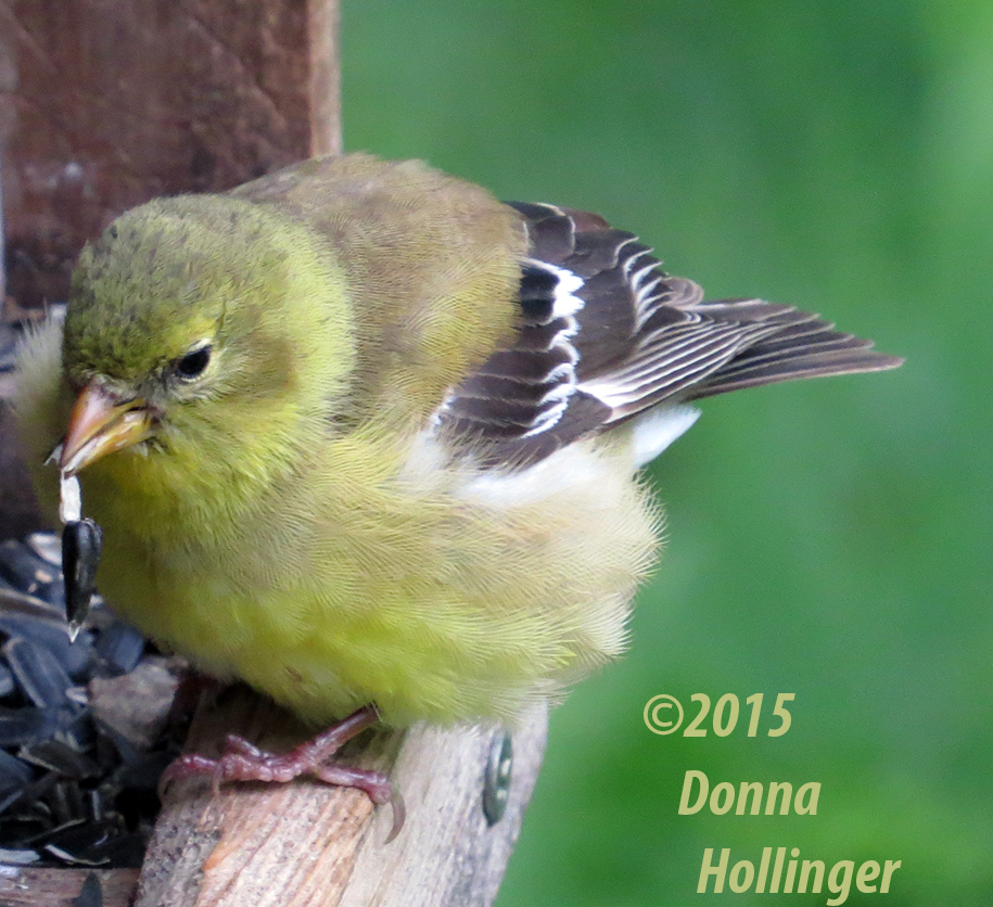 Immature Goldfinch on the Feeder