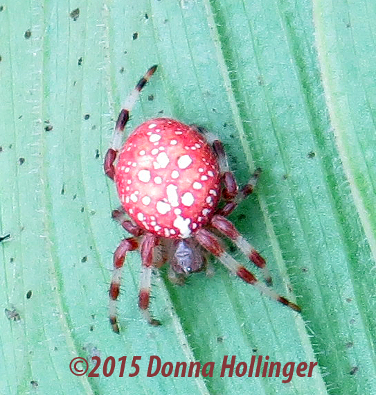 Orbweaver from inside the Lady Slipper