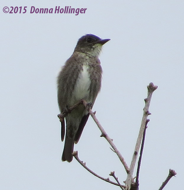 Near the Beaver Dam, a bird...