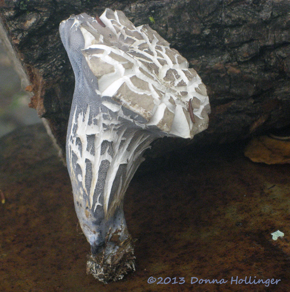 A Cracked Grey Mushroom