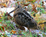 American Woodcock