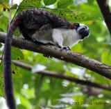 Geoffreys Tamarin