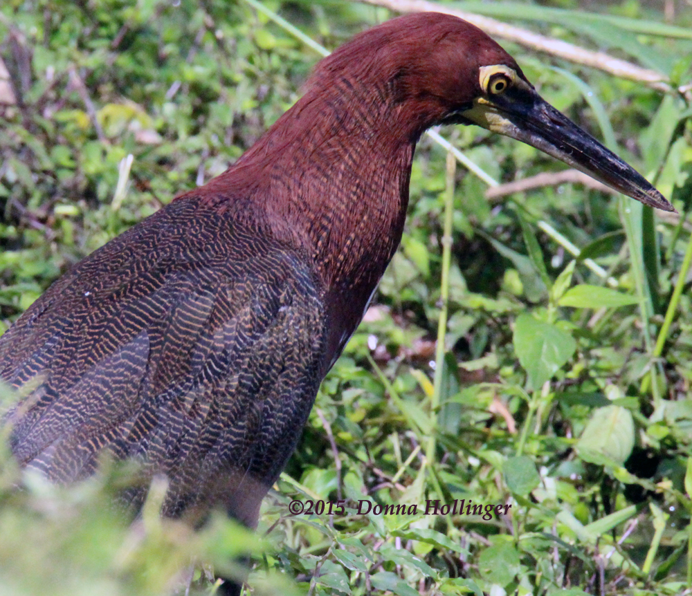 Rufescent Tiger Heron