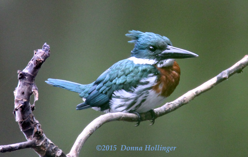 Amazon Kingfisher