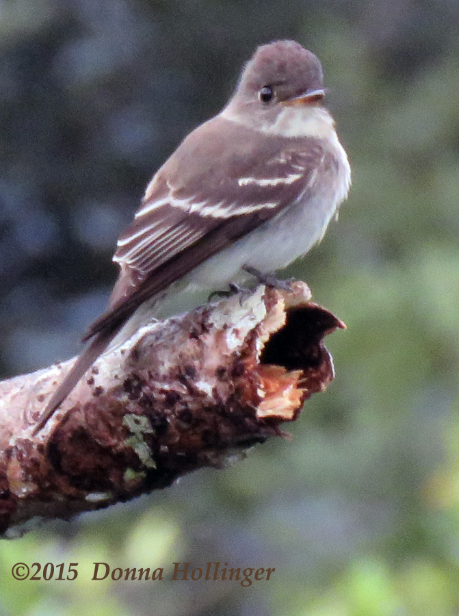 Eastern Wood Pewee