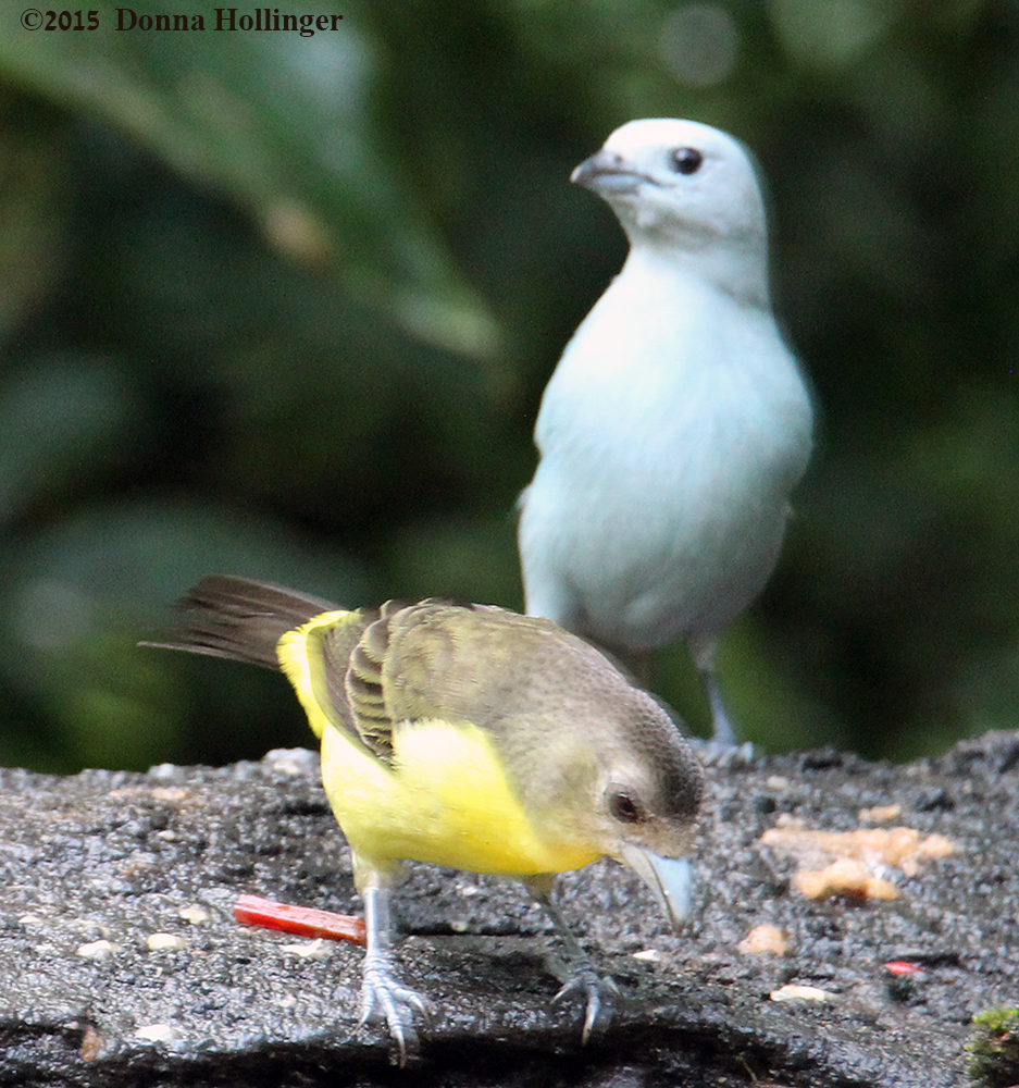 Blue Gray Tanager, Plain Tanager