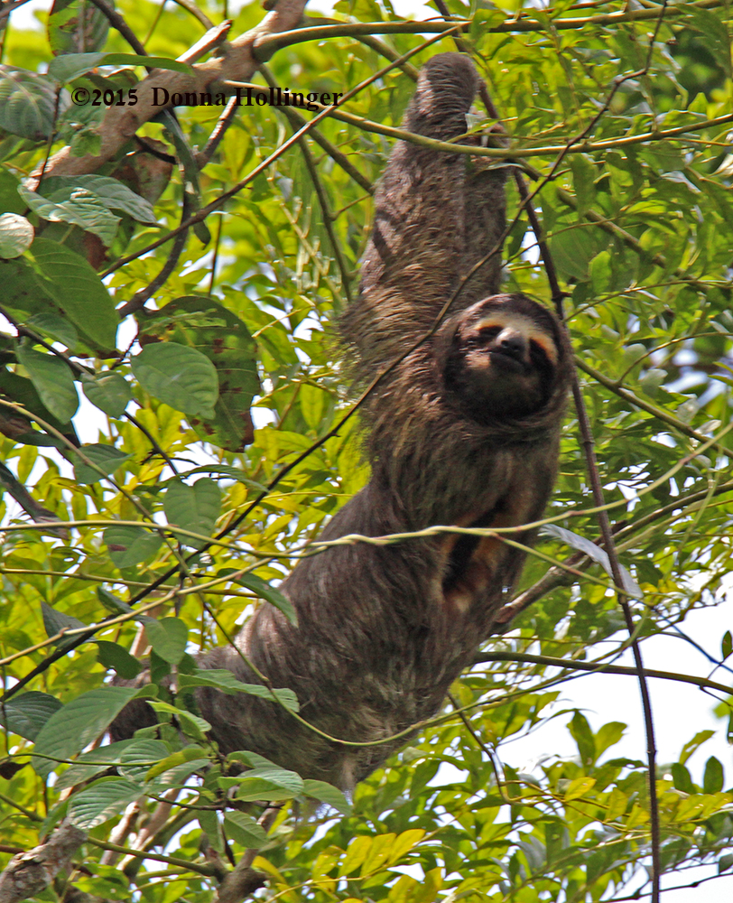 Three Toed Sloth (male)