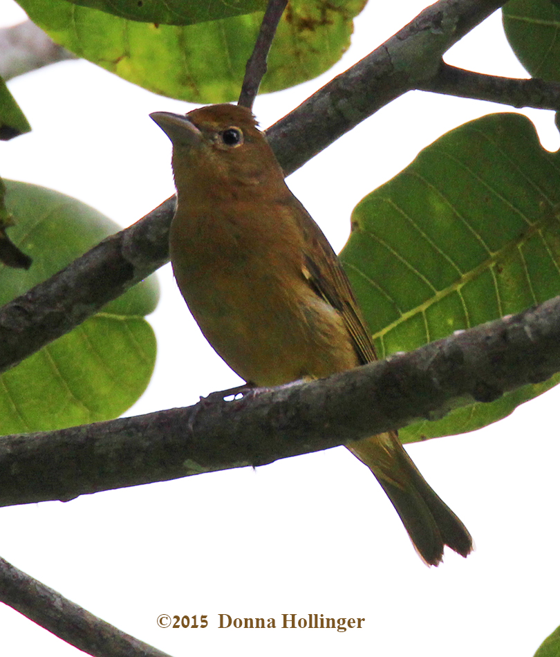 Summer Tanager?