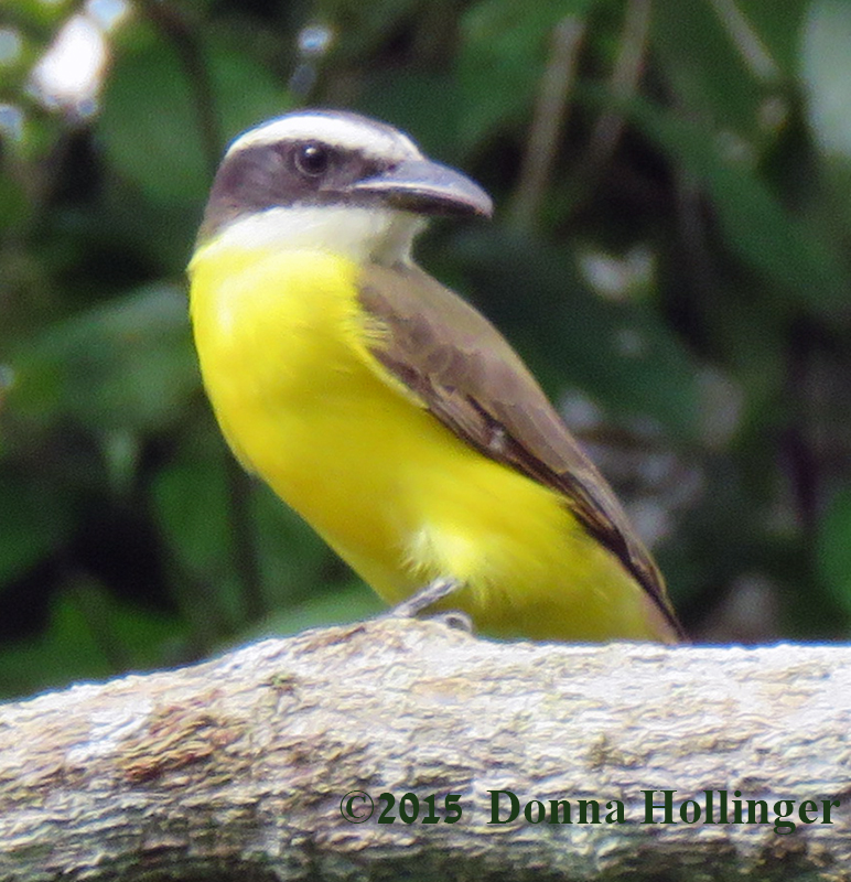 Boat Billed Flycatcher