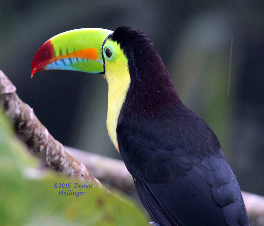 Keel-billed Toucan