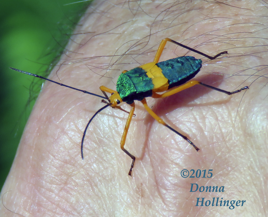 Panamanian  Green Bug