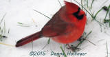 Male Cardinal Foraging in the Back Yard