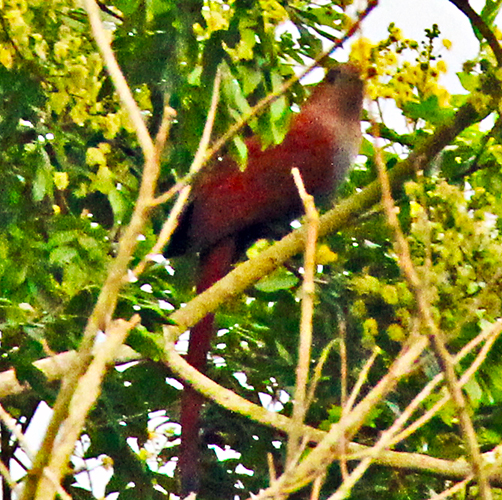 Squirrel Cuckoo With Berry