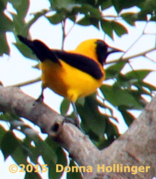 Yellow Backed Oriole (Icterus chrysater)