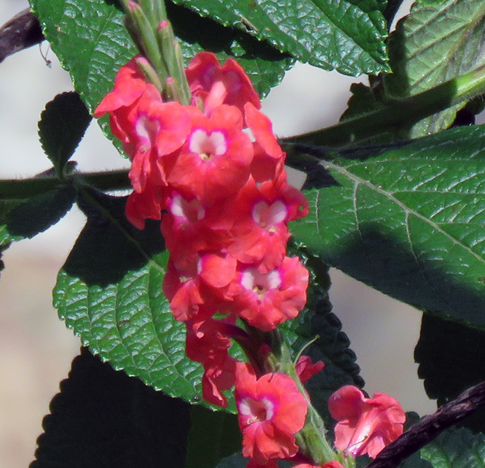 Red Flowers