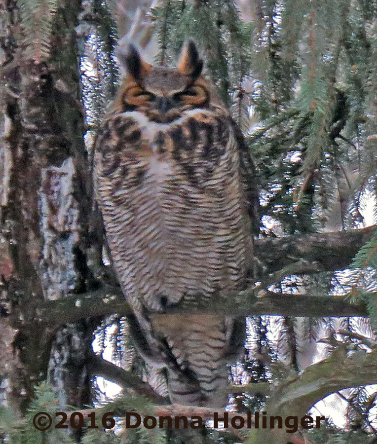 One of the Great Horned Owls at Mount Auburn this morning
