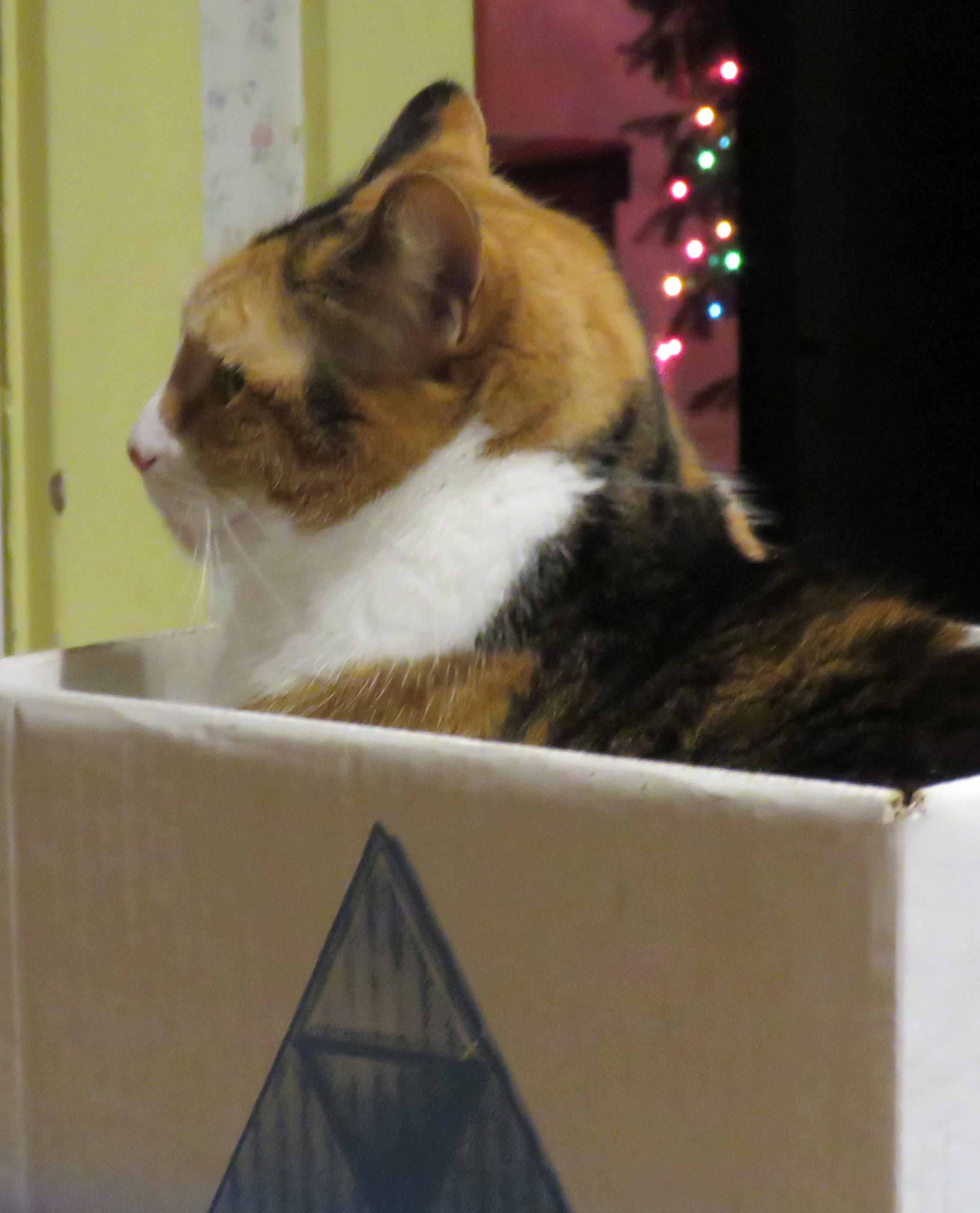 Maizie in the Box 