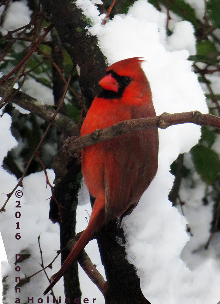 Rotated Cardinal in Holly Bush