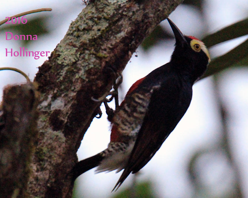 Yellow tufted Woodpecker