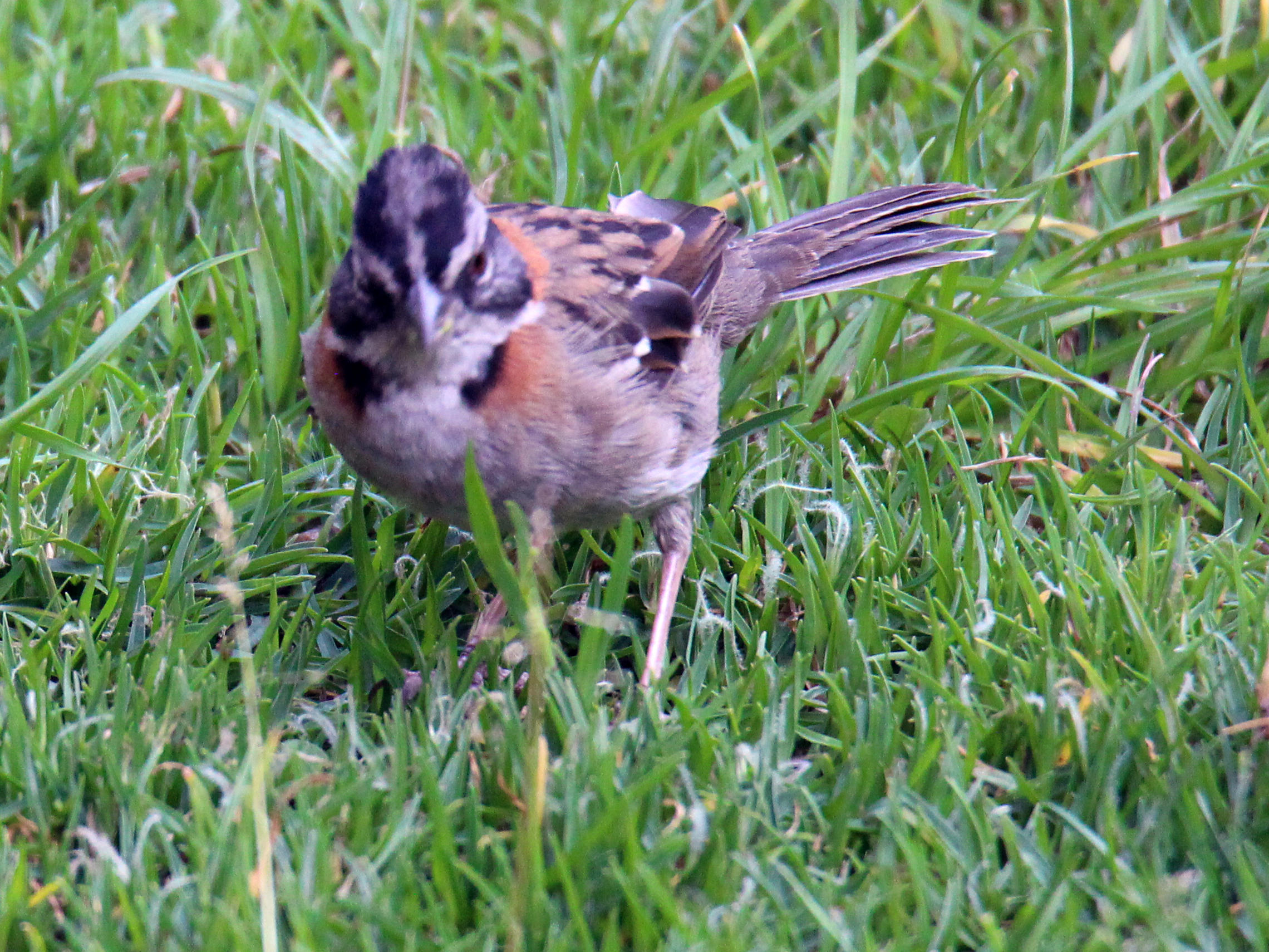 Rufous-collared sparrow