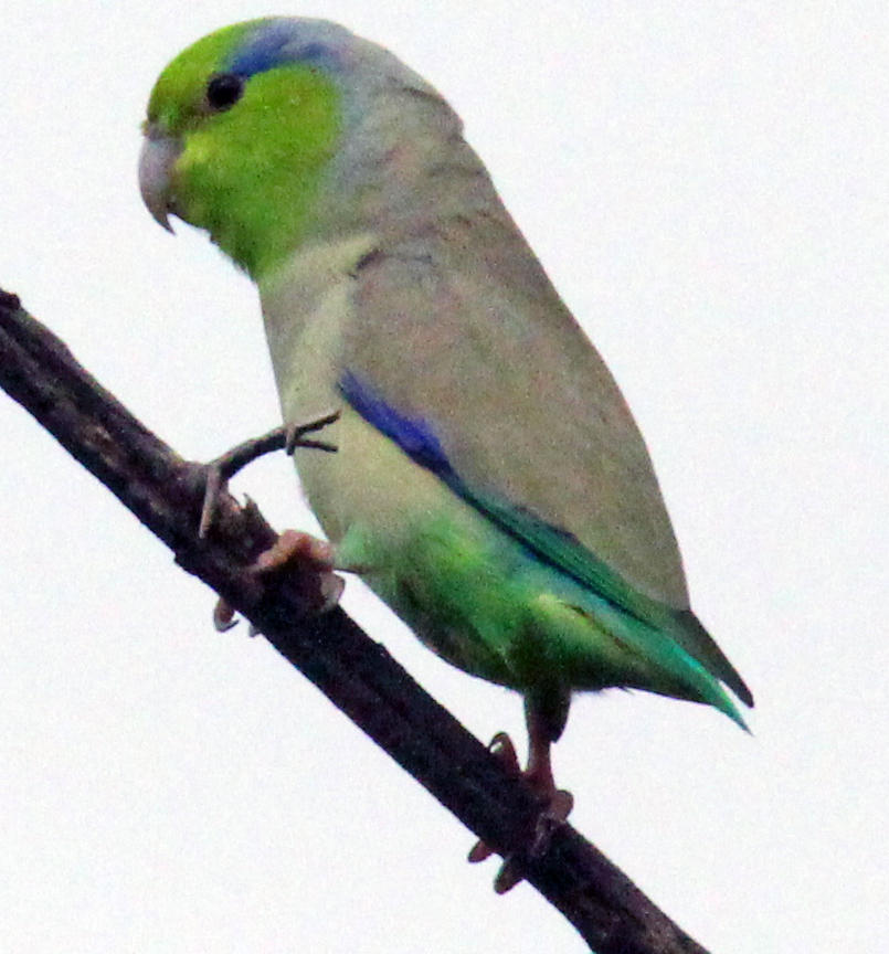 Pacific Parrotlet