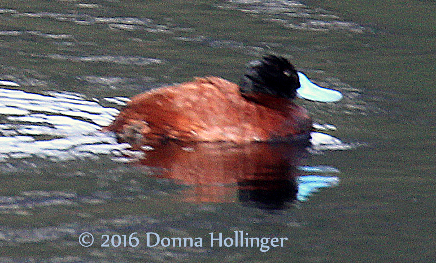 Andean Ruddy Duck