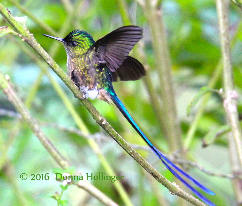 Violet-tailed Sylph taking off