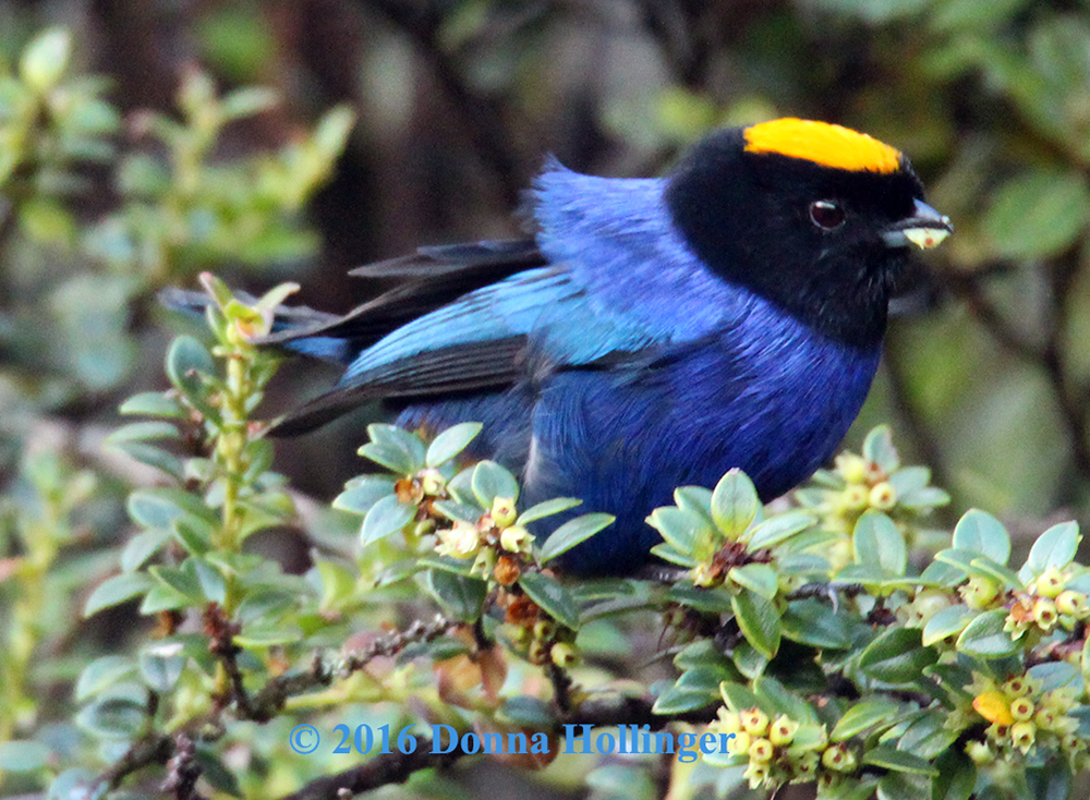 Golden - Crowned Tanager Eating fig fruits