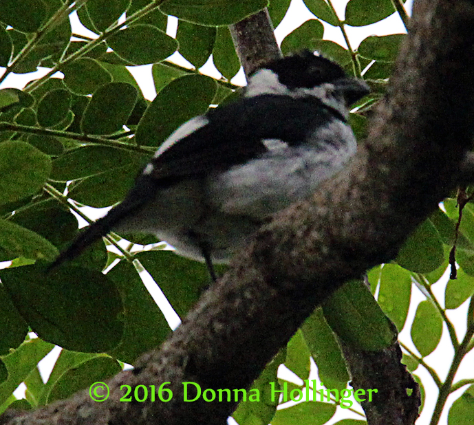 Variable Seed Eater